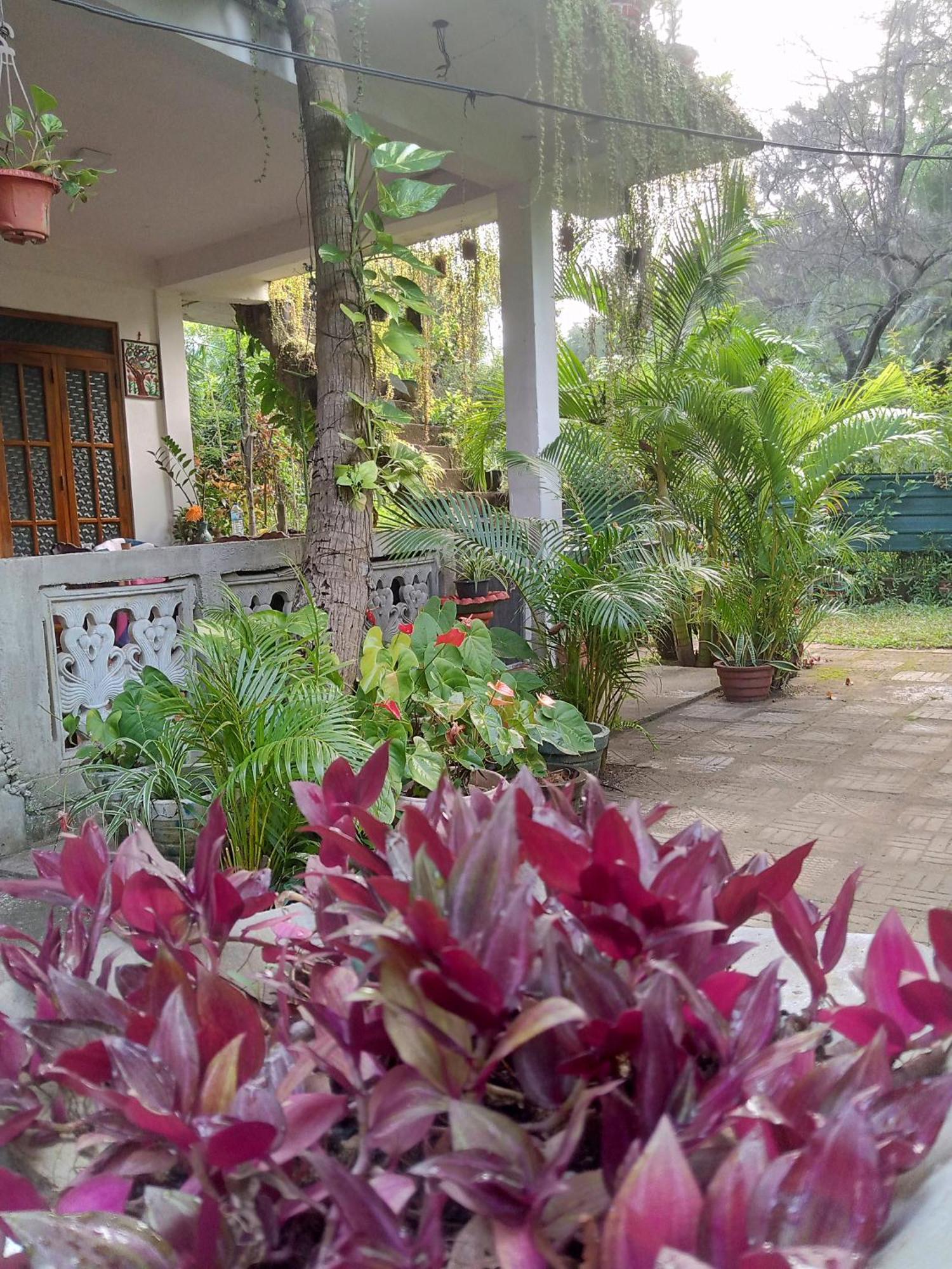 Nelum Home Stay シギリヤ エクステリア 写真